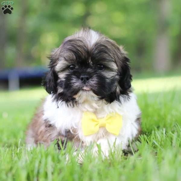 Rocky, Shih Tzu Puppy